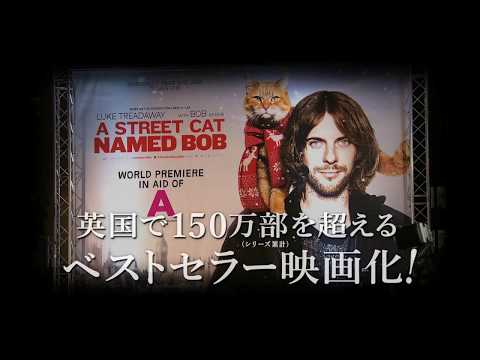 8/26公開！映画『ボブという名の猫　幸せのハイタッチ』
